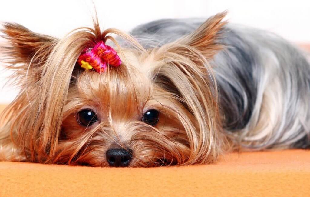 Regulamin Just a Dog