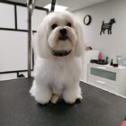Groomer Piła