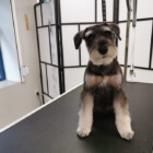 Groomer Piła